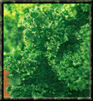 
Green kale
